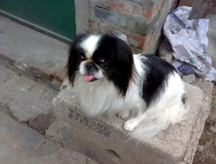  p>日本狆头大,宽且平.鼻子宽而且短.