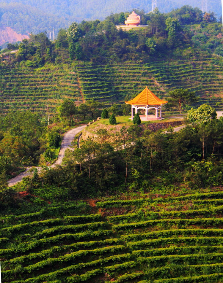  p data-id="gn8rj0clo9">黄蜂窝茶山度假区即黄蜂窝茶山旅游区,国家