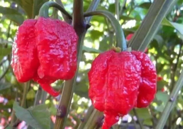 卡罗来纳死神辣椒