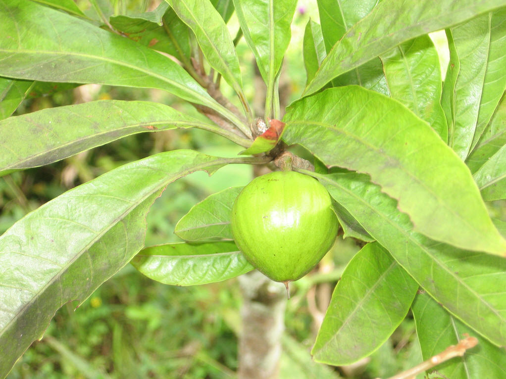  p>蛋黄果属(学名:lucuma molina)是柿目,山榄科乔木或 a href="#"