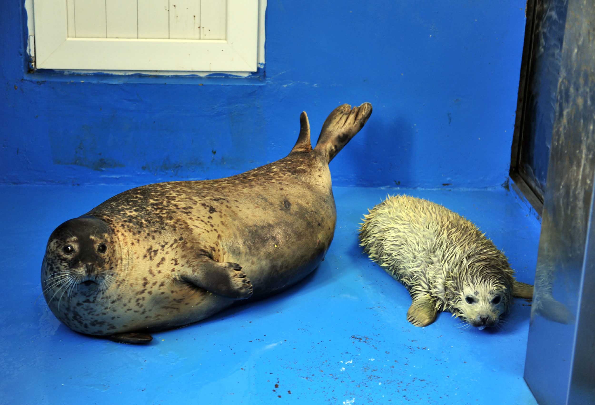 辽宁大连斑海豹国家级自然保护区