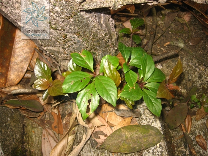  p> b>茄花香草 /b>(学名: i>lysimachia solaniflora /i>)为 a href=