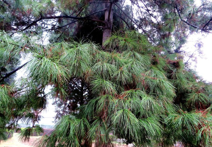 是松科松属植物,乔木,高达45-54米,胸径1米以上;树皮厚,暗红褐色,深