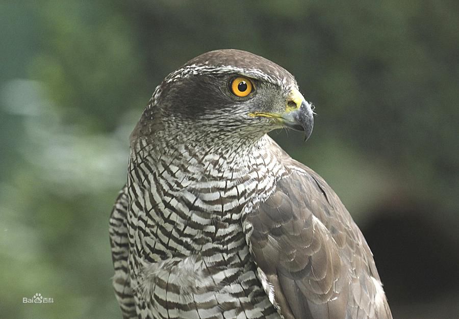 "1194548">鸟纲 /a>, a href="#" data-lemmaid="2343907">隼形目 /a>