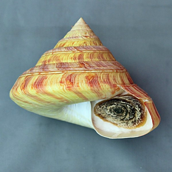  p>龙宫翁戎螺(学名; i>entemnotrochus rumphii /i>, i>pleruroto