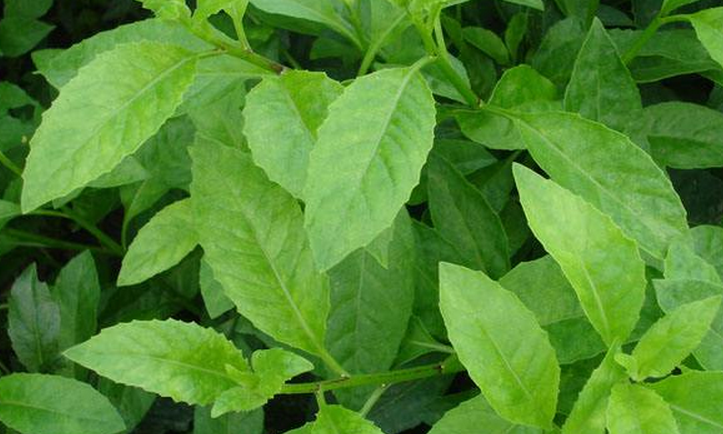  p>白凤菜(学名: i>gynura formosana /i> kitam.