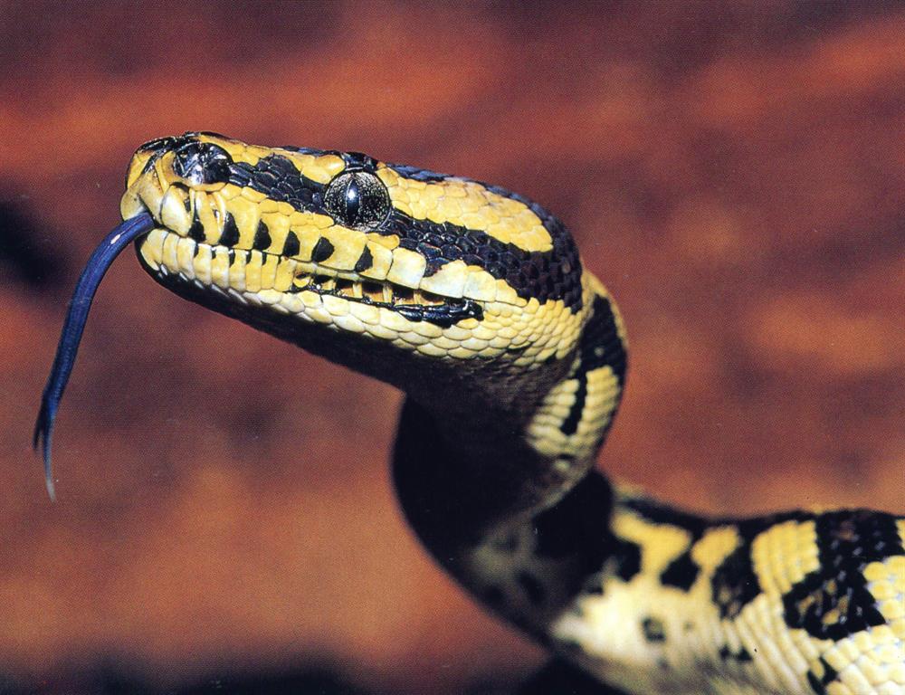  p>蟒蛇(学名: i>python bivittatus /i>)是蟒科,蟒属大型爬行动物.