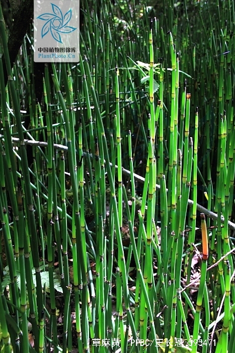  p>草麻黄,学名:ephedra sinica stapf,为 a target="_blank" href="