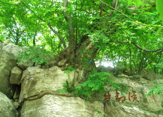 青檀 HM-7_百度百科