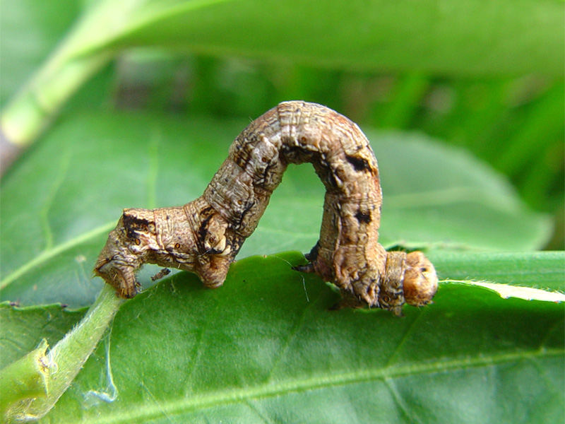  p>尺蠖(chǐ huò), a href="#" data-lemmaid="4339231">尺蛾 /a>的