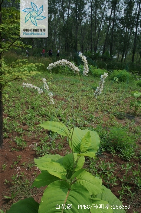  p>白花蓼(学名: i>polygonum coriarium /i> grig.