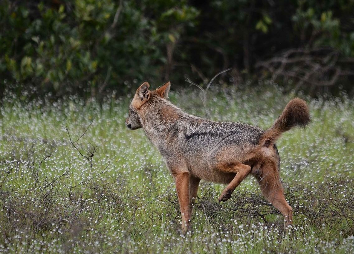 p>非洲狼(学名: i>canis lupaster /i>):是哺乳纲,犬科的物种.