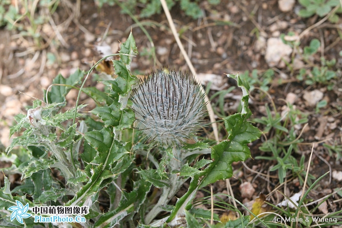 cirsium arvense