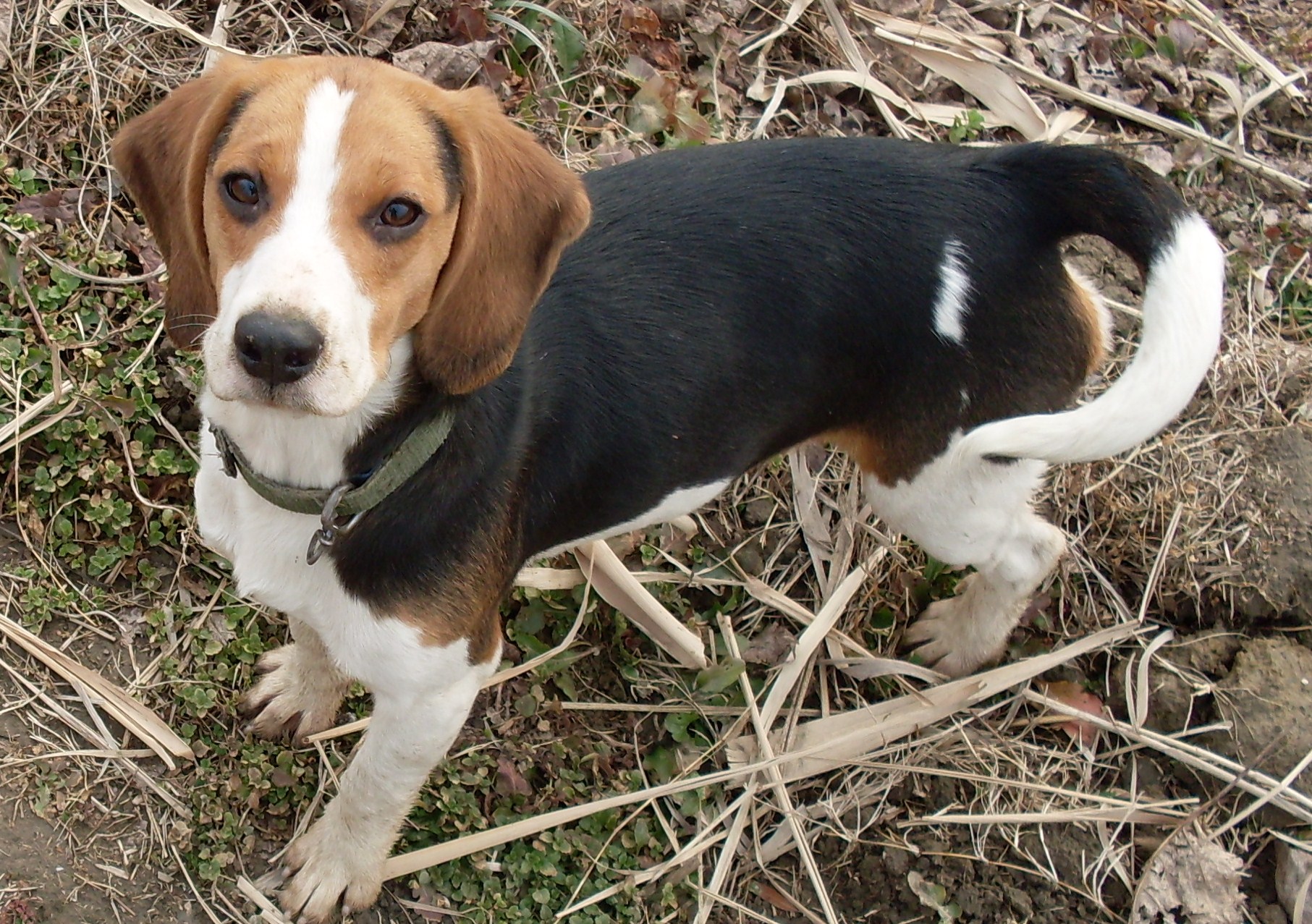  p>米格鲁猎兔犬又称为"比格犬",是世界名犬犬种之一,在分类上属于