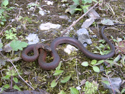  p> a href="#" data-lemmaid="10276840">棕黑腹链蛇 /a>(学名:amphi