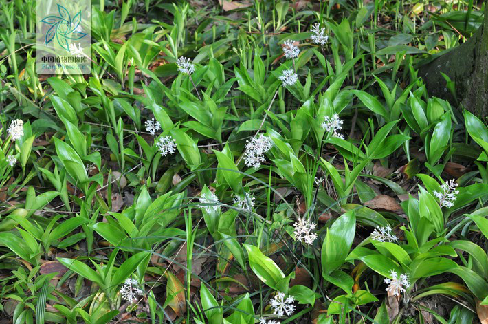  p>白穗花,(拉丁学名: i>speirantha gardenii /i> (hook.) baill.