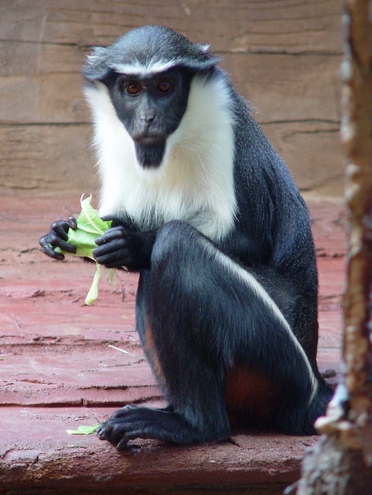 ">狄安娜长尾猴(学名: i>cercopithecus diana /i>):是一种树栖长毛猴