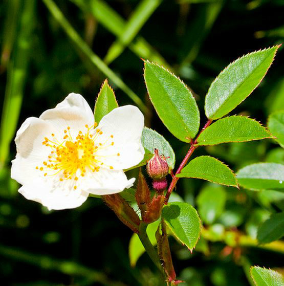  p>玉山蔷薇(学名: i>rosa morrisonensis /i>  hayata):小 a target=