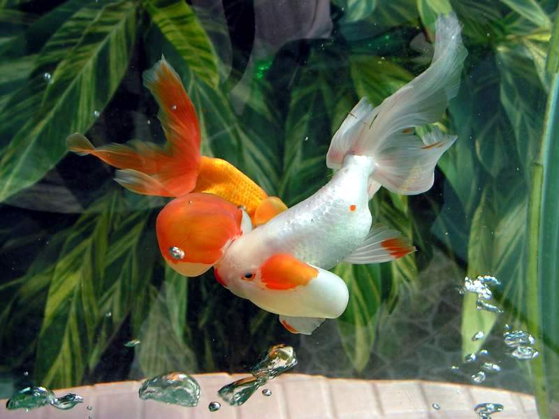  p>水泡金鱼(英文名:bubble eye),又名 a href="#" data-lemmaid="