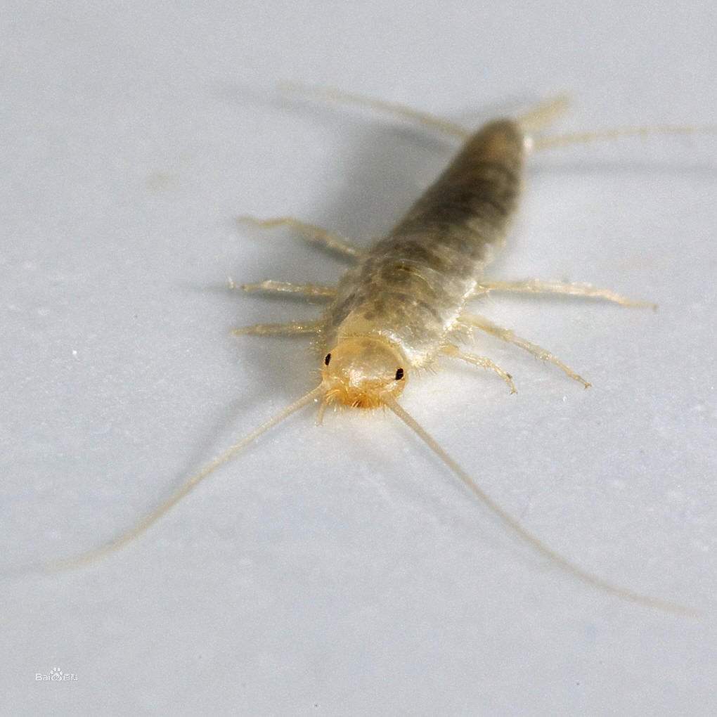 collembola