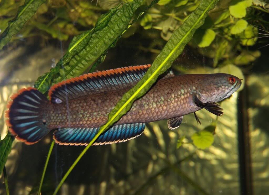  p>鳢科(channidae), a href="#" data-lemmaid="1195405">硬骨鱼纲 