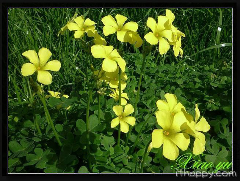  p>黄麻(拉丁学名: i>corchorus capsularis /i> l.