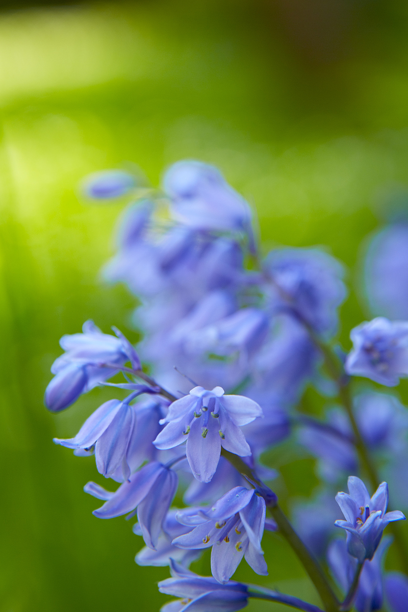 hyacinthoides non-scripta (l.) chouard