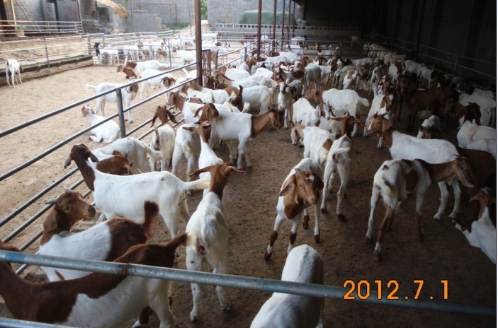  p>山东波尔山羊养殖基地已经经历了三十个年头,畜牧中心位置在济宁