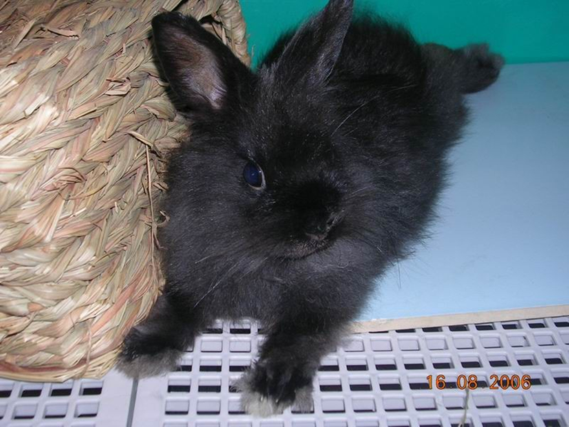 宠狮子兔,又名: a target="_blank" href="/item/狮子头兔/10446551"