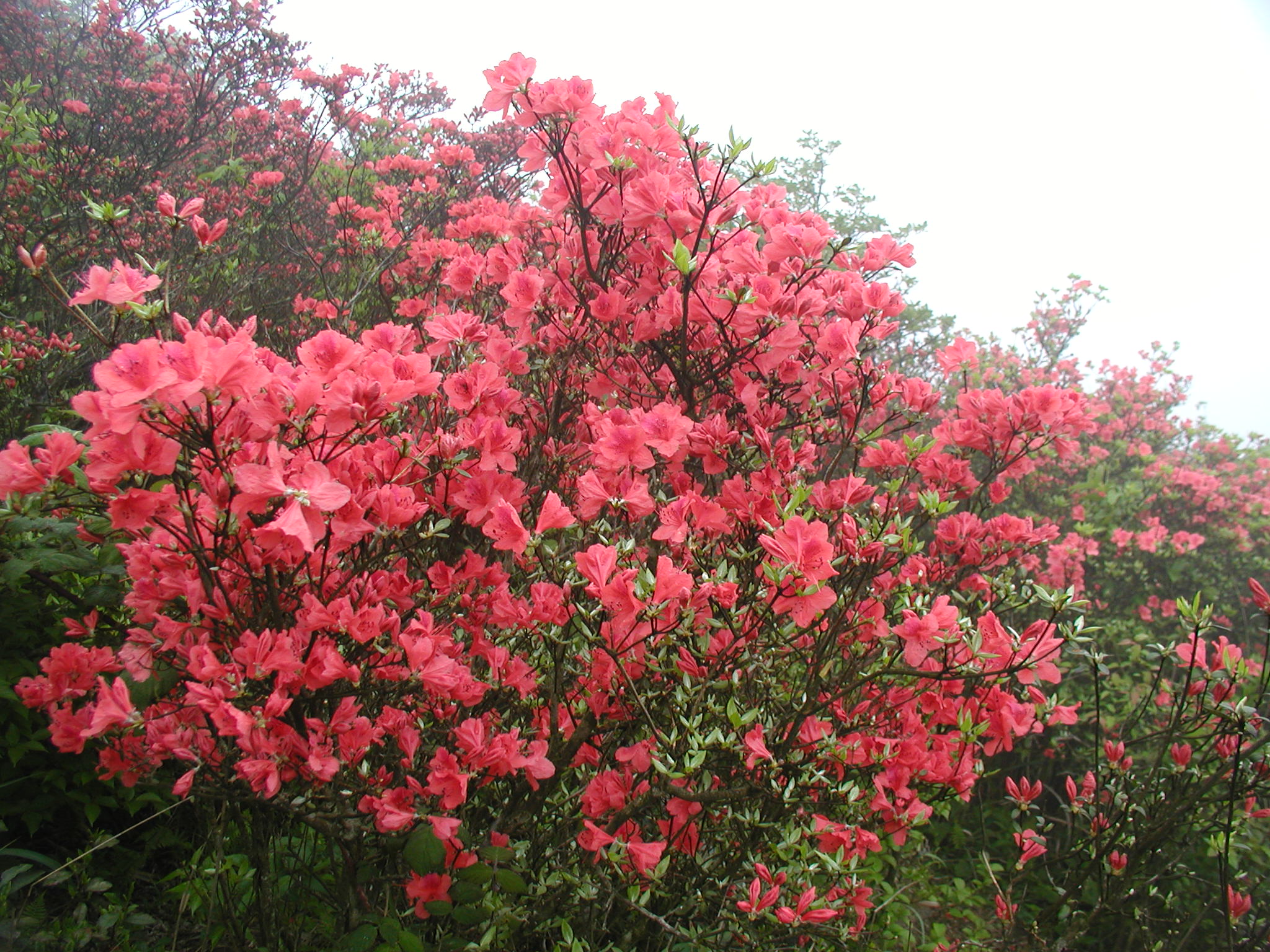 阳明山杜鹃花