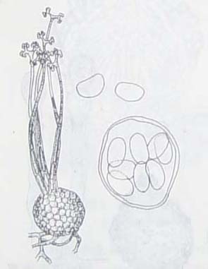  p>隐蔽叉丝单囊壳,podosphaera clandestina,白粉菌科叉丝单囊壳属.