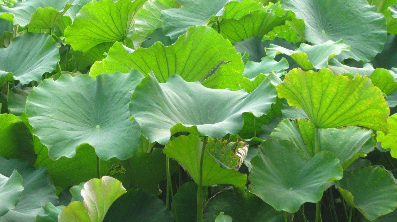  p>莲叶桐属, a target="_blank" href="/item/莲叶桐科">莲叶桐科 /a