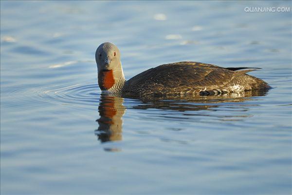  p>红喉潜鸟( a target="_blank" href="/item/学名/8074290" data