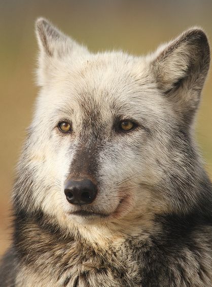  p>加拿大森林狼(学名: i>canis lupus occidentalis /i>):是食肉目