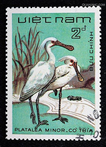  p>黑脸琵鹭(学名: i>platalea minor /i>),又名小琵鹭,黑面鹭,黑琵鹭