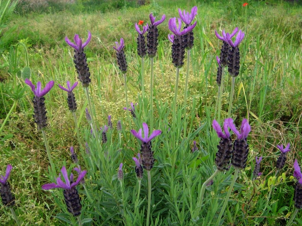 lavandula angustifolia  vera 