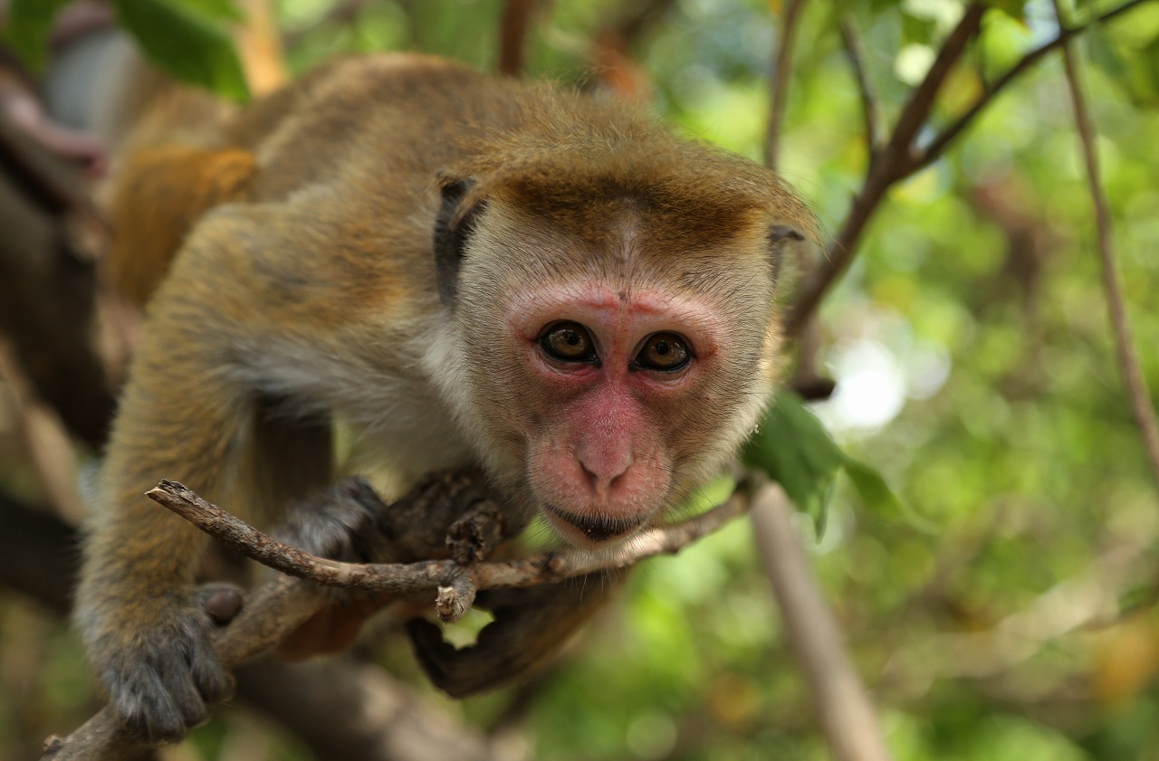 斯里兰卡猕猴低地亚种