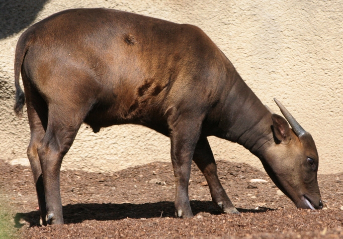 体形最小的种类,也称 a href="#" data-lemmaid="8802408">倭水牛 /a>