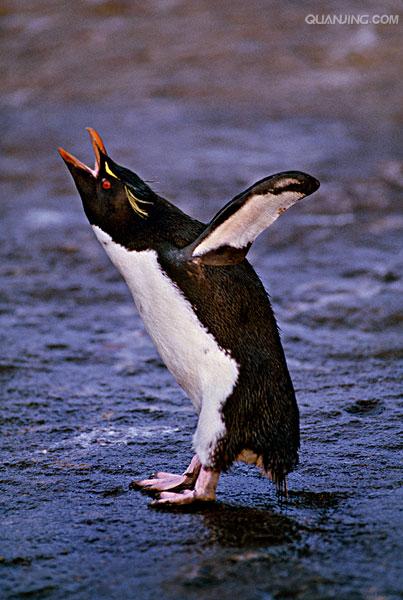  p>黄眉企鹅(学名: i>eudyptes pachyrhynchus /i>)在头上或眼睛旁都