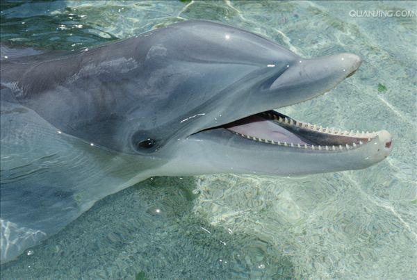  p>宽吻海豚, i>tursiops truncatus  /i>(montagu, 1821), a target=