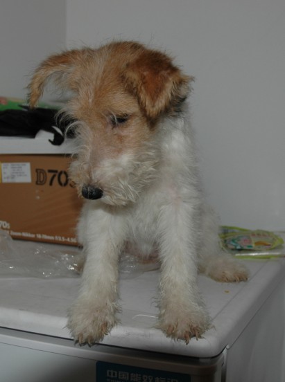 target="_blank" href="/item/英国猎狐犬/8301576" data-lemmaid="