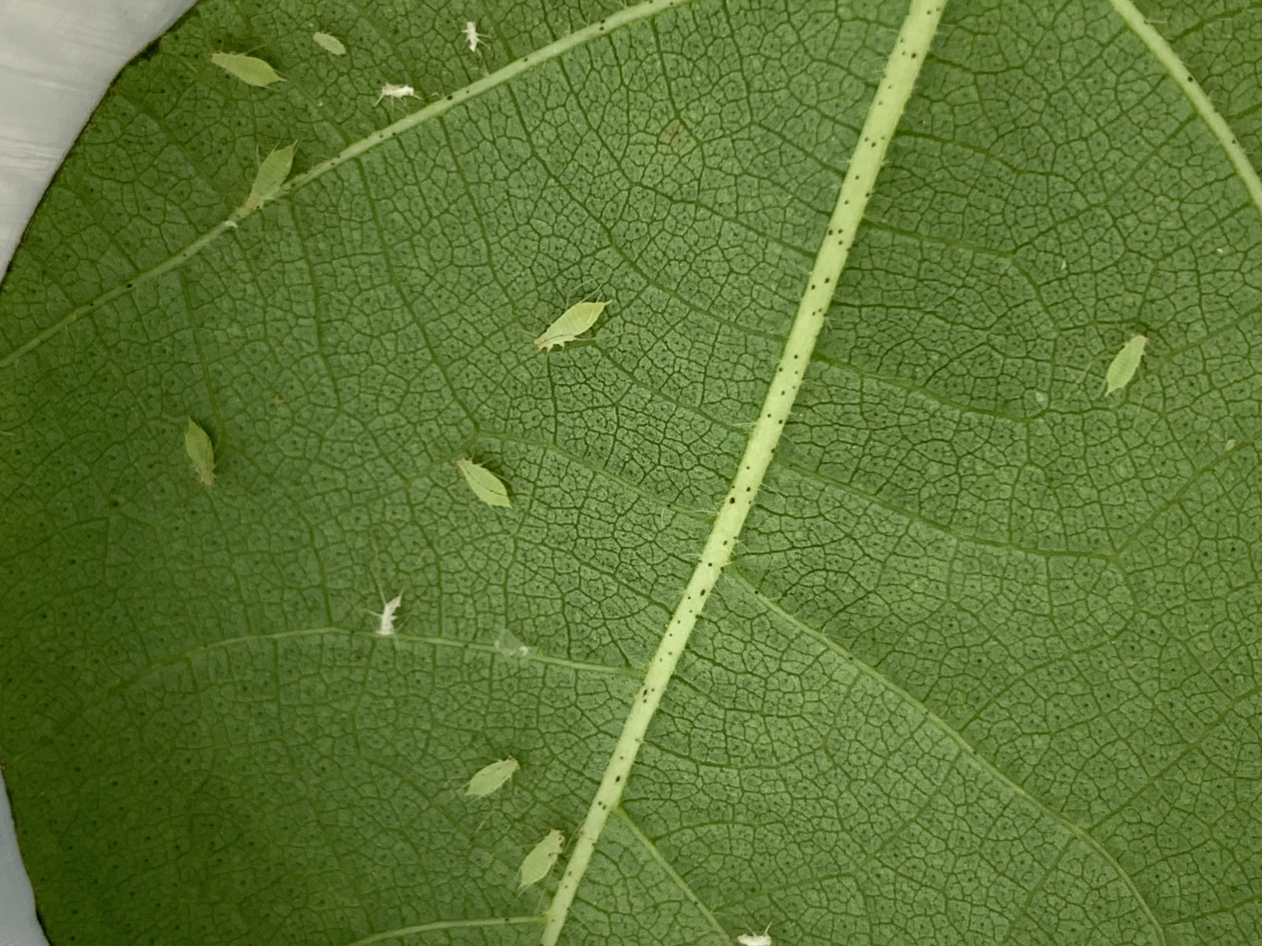  p>棉长管蚜又称为棉无网长管蚜,大棉蚜,学名acyrthosiphom gossyp i