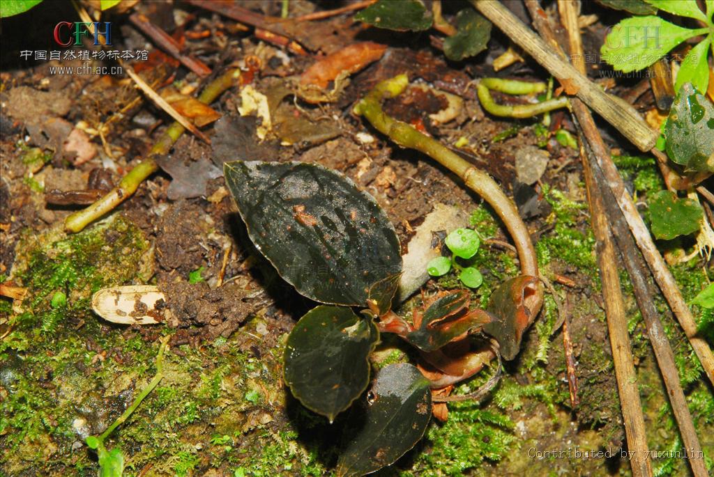  p>齿唇兰(学名: i>anoectochilus lanceolatus  /i> lindl.