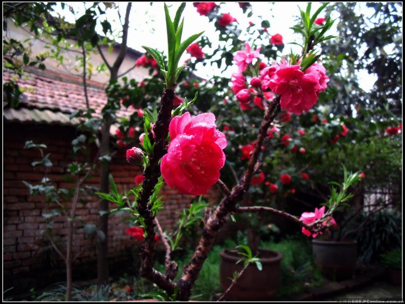  p>寿星桃(学名: i>a /i> i>mygdalus persica /i> l. var.