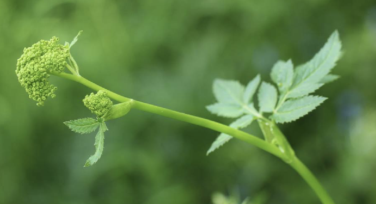boissieu)是伞形科羌活属植物.