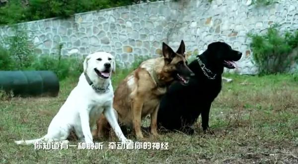 ">幽灵犬 /a>, a target="_blank" href="/item/神犬奇兵/3353317"