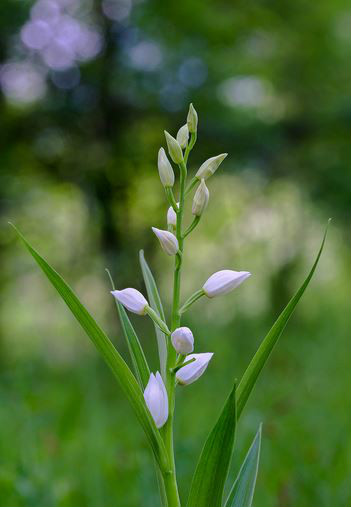  p>头蕊兰(学名: i>cephalanthera longifolia /i>  (l.