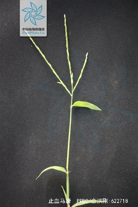  p>止血马唐(学名: i>digitaria ischaemum /i> (schreb.) schreb.