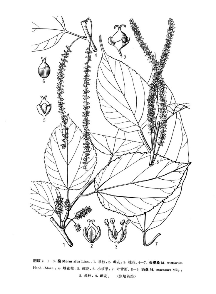 桑枝（桑科桑属植物）_百度百科