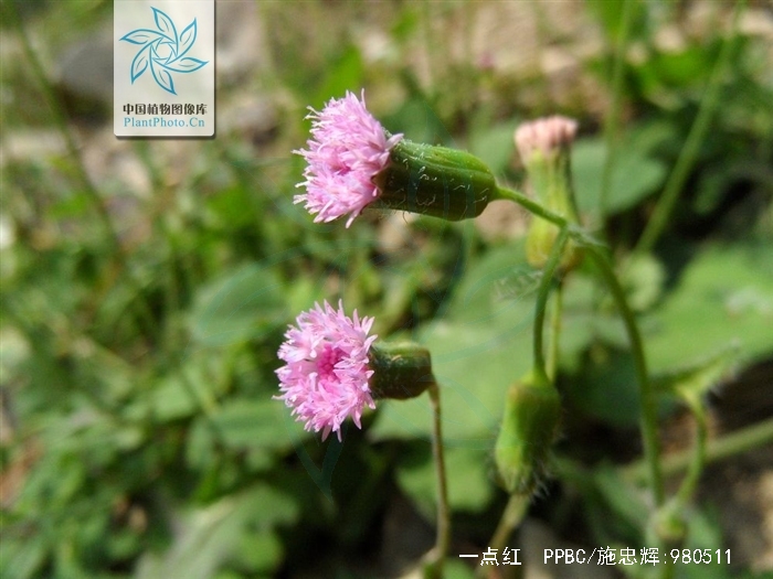  p>一点红(学名: i>emilia sonchifolia  /i>(l.